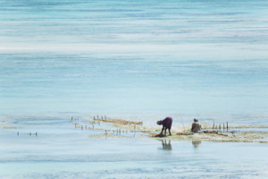 ZAN370_p_SCoghill_Zanzibar